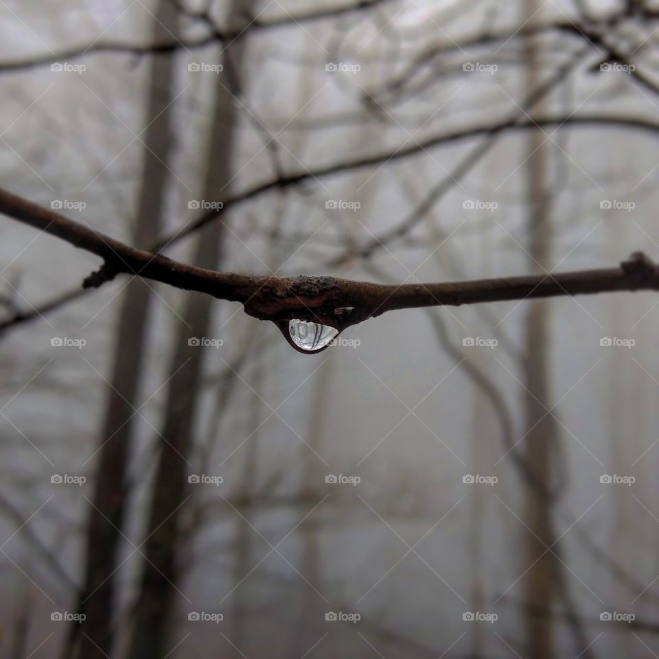 Raindrop on a Branch