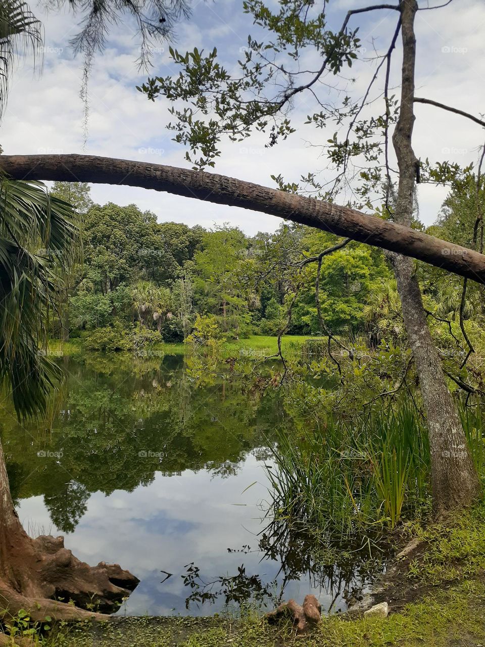 A landscape photo of Alice's Pond at Mead Botanical Garden in Winter Park, Florida.