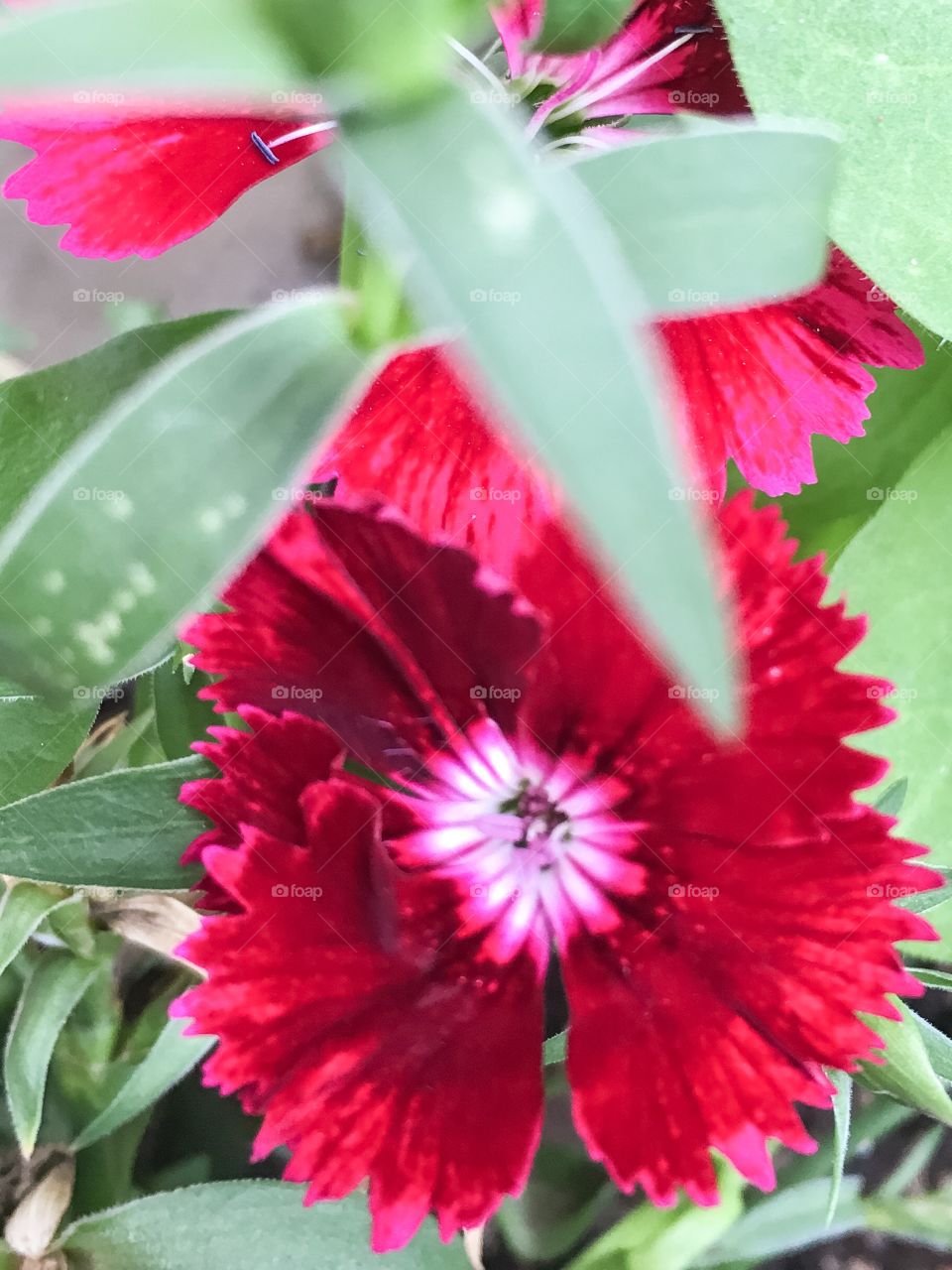 Red flower 