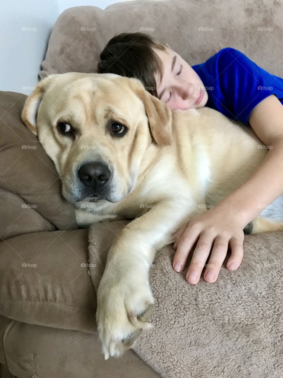 A boy resting on his yellow Labrador 