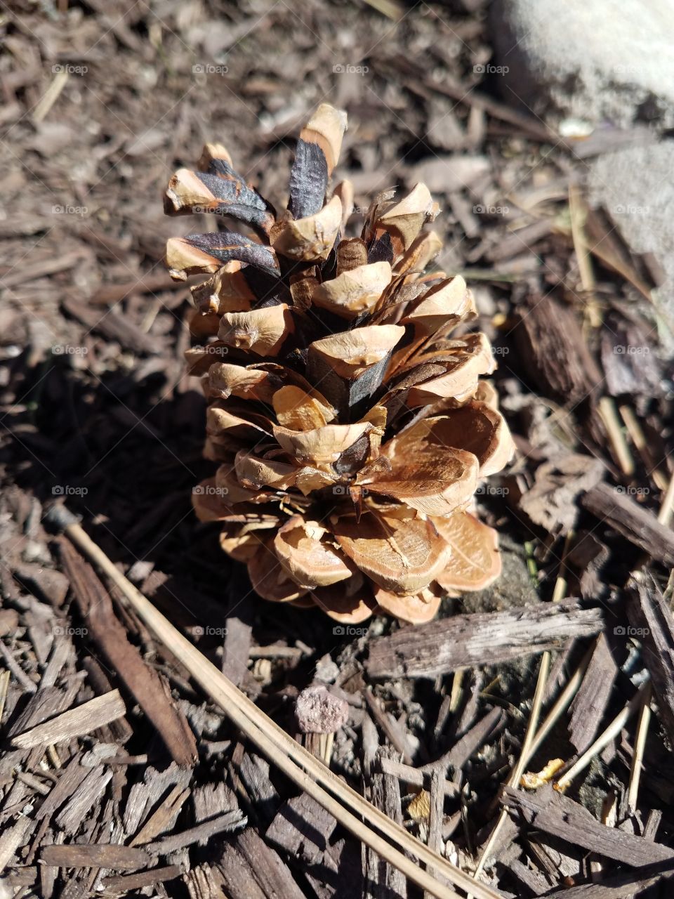 cone of pine