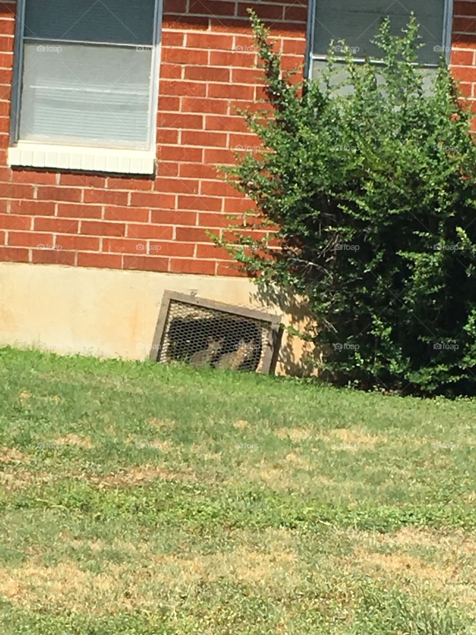 Two baby foxes under a building watching me through a grate. 