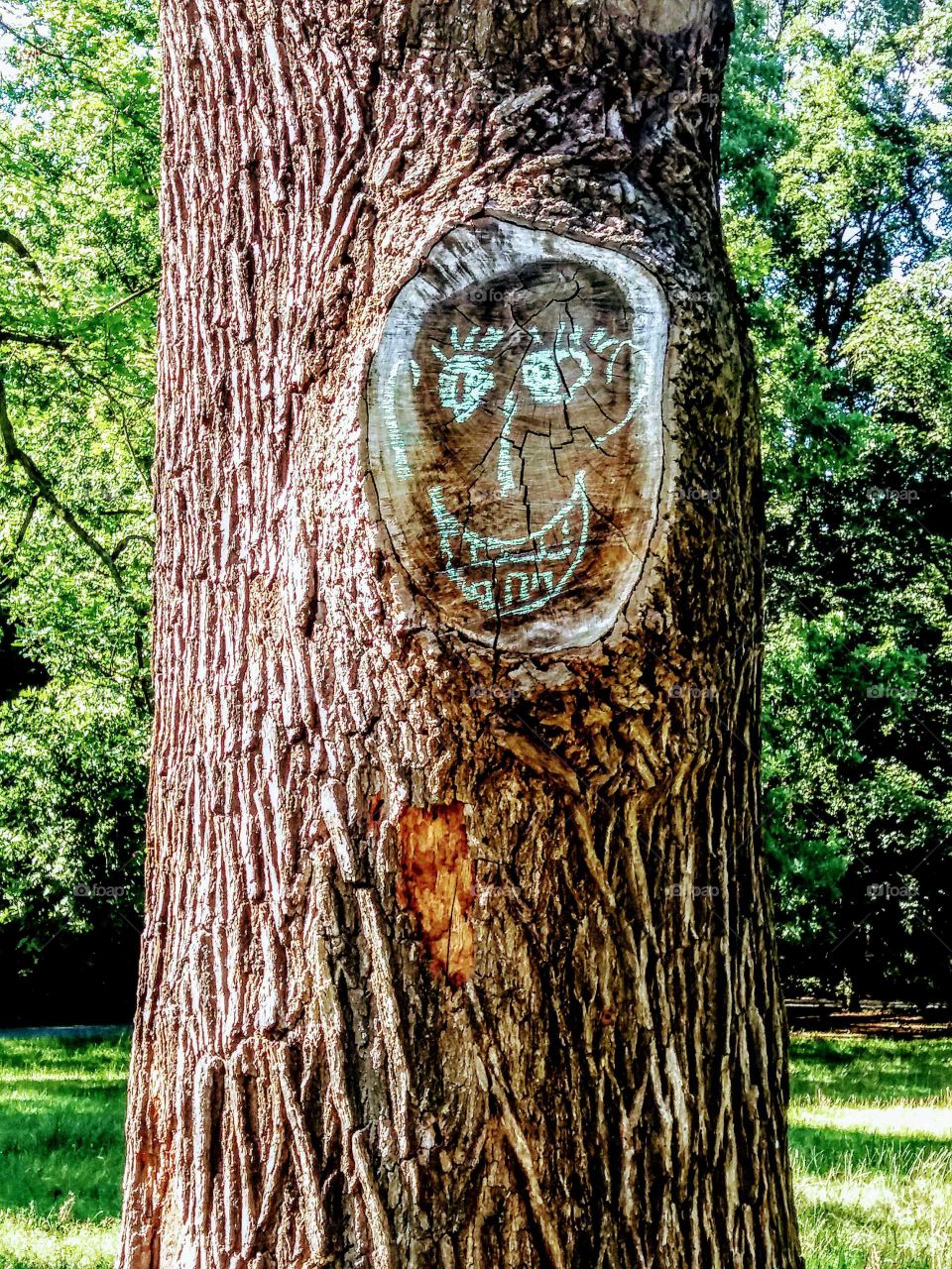 face in a tree trunk drawn with  chalk