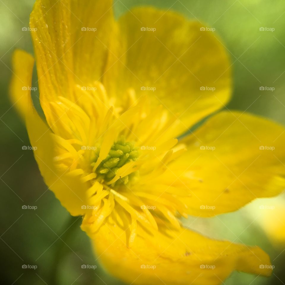 Buttercup closeup 