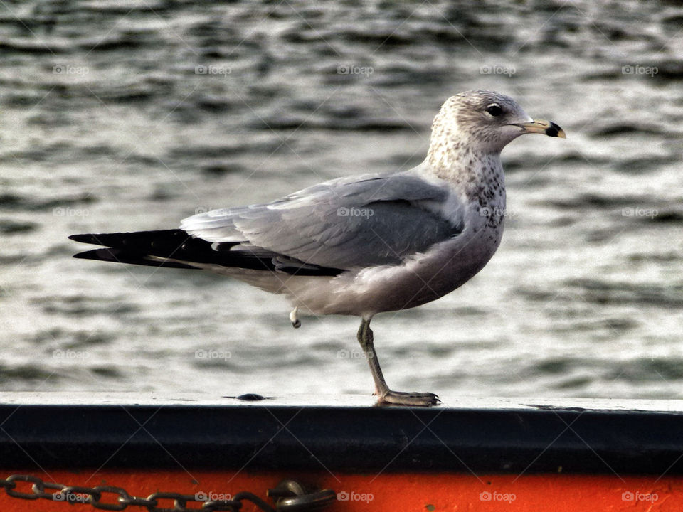 ny bird ferry by gerardo