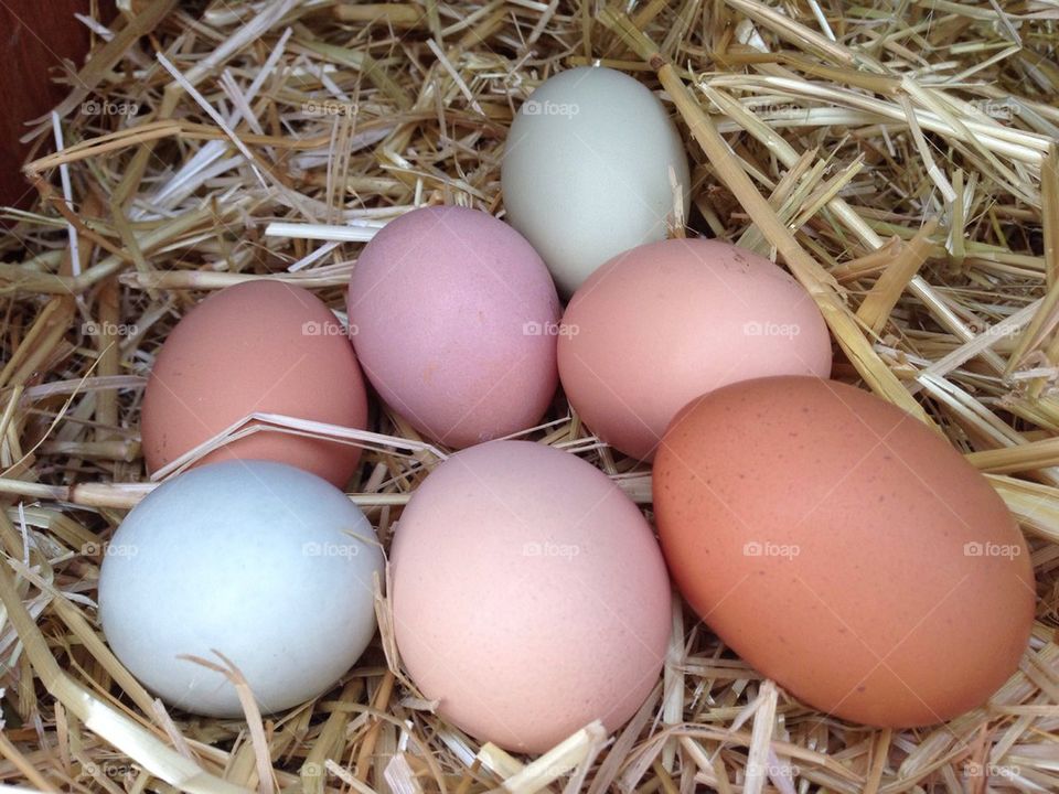 Eggs from our backyard chickens. 