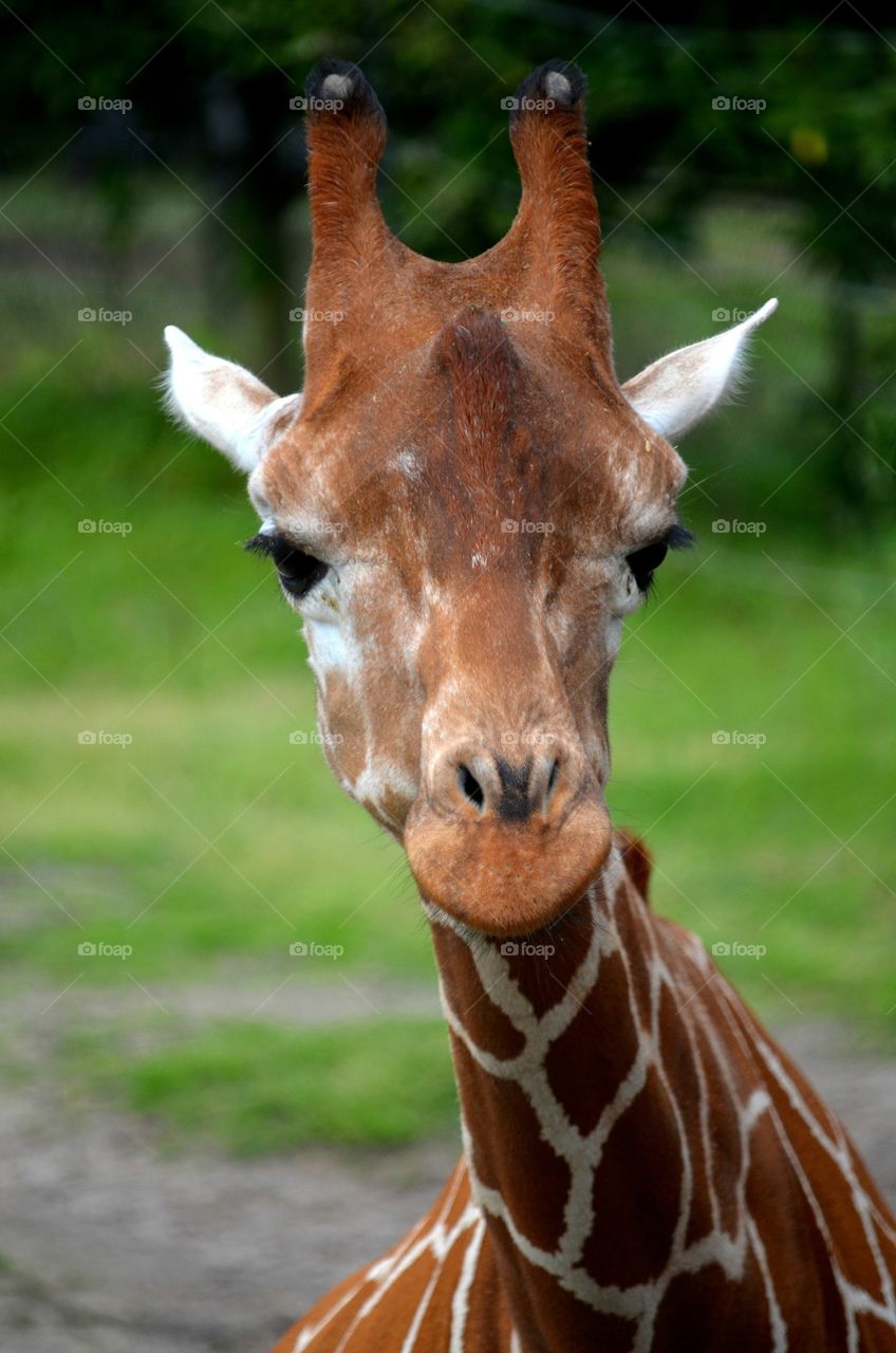 This photo was taken at the Jacksonville zoo.