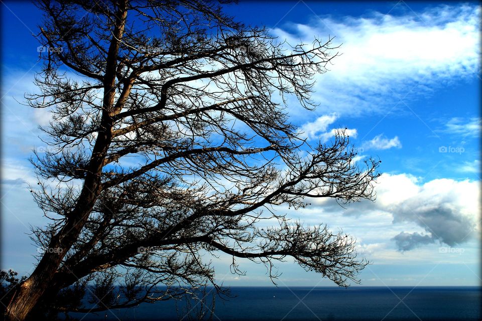 Un albero tra cielo e mare...