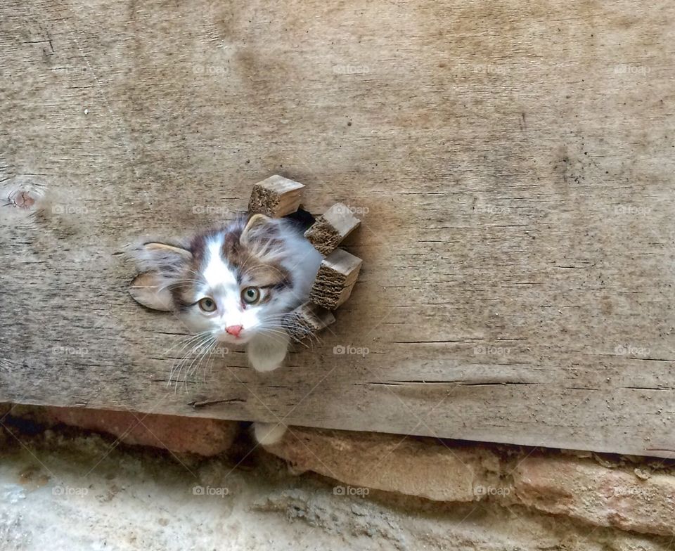 Explorer. . This one was taken in Tbilisi, Georgia. I've noticed this kitten coming out of the wall. He let me come close enough with my phone. What a cute creature. 
