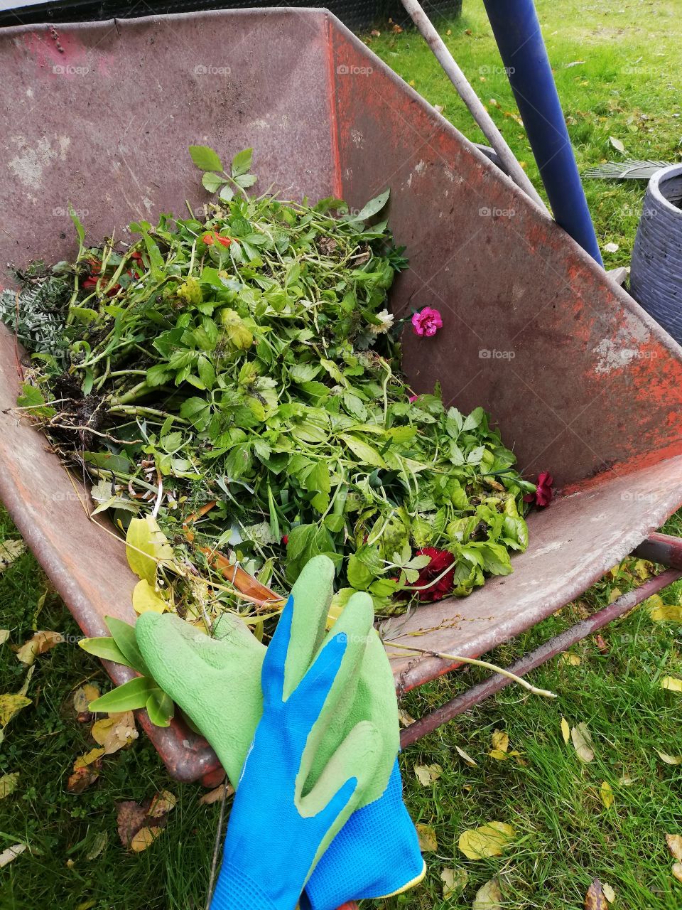 A red rusty wheelbarrow on the grass among fallen leaves. In the container different plants and red flowers to be composted. Blue green gloves on the handle, a spade leaning, a flower pot and a rake aback.