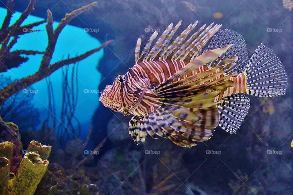 underwater