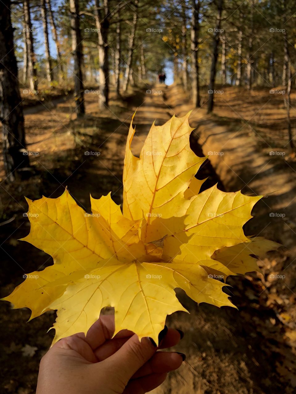 Yellow leaves and road 