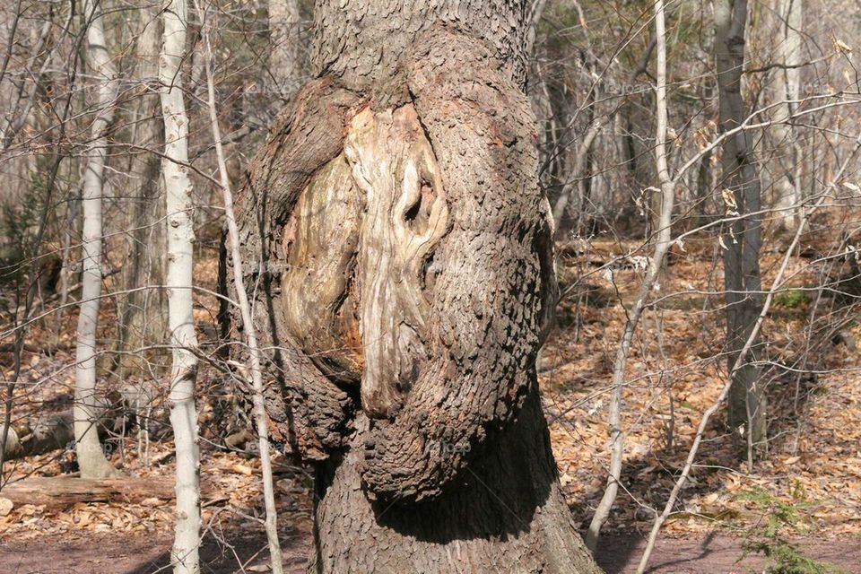 burl on tree