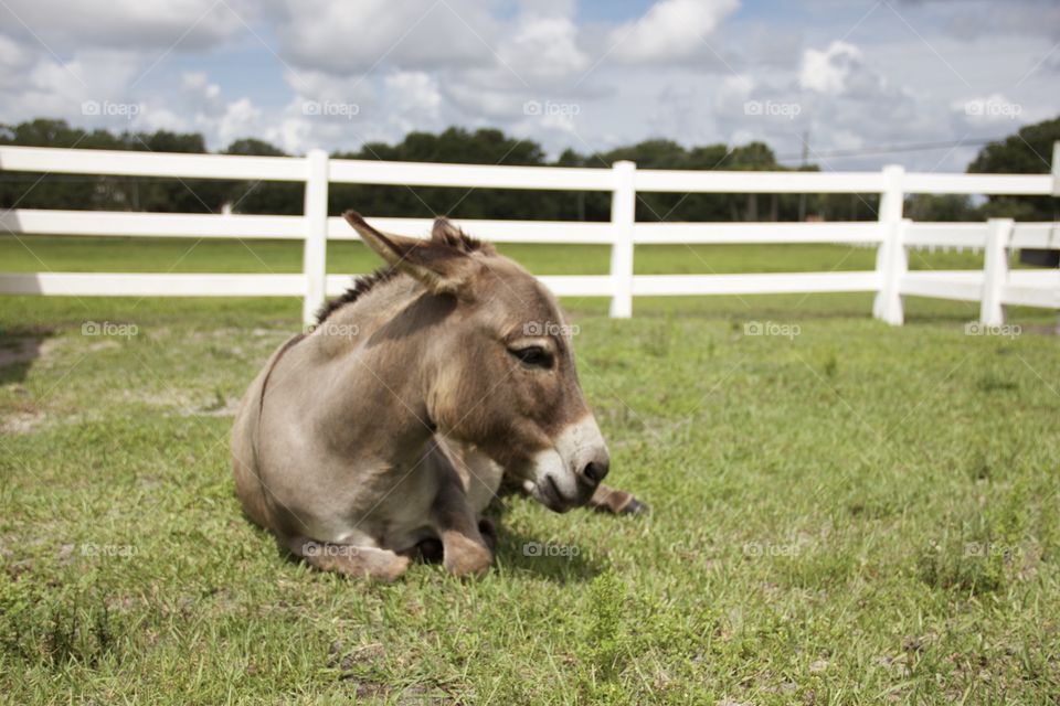 Mammal, Grass, Farm, No Person, Field