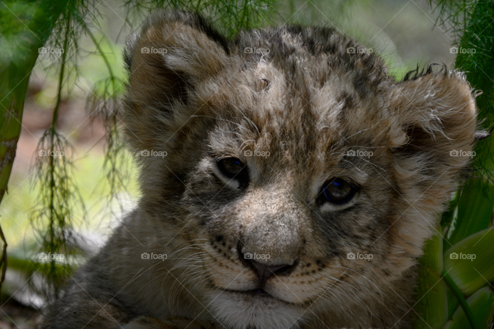 Smiling lion cub