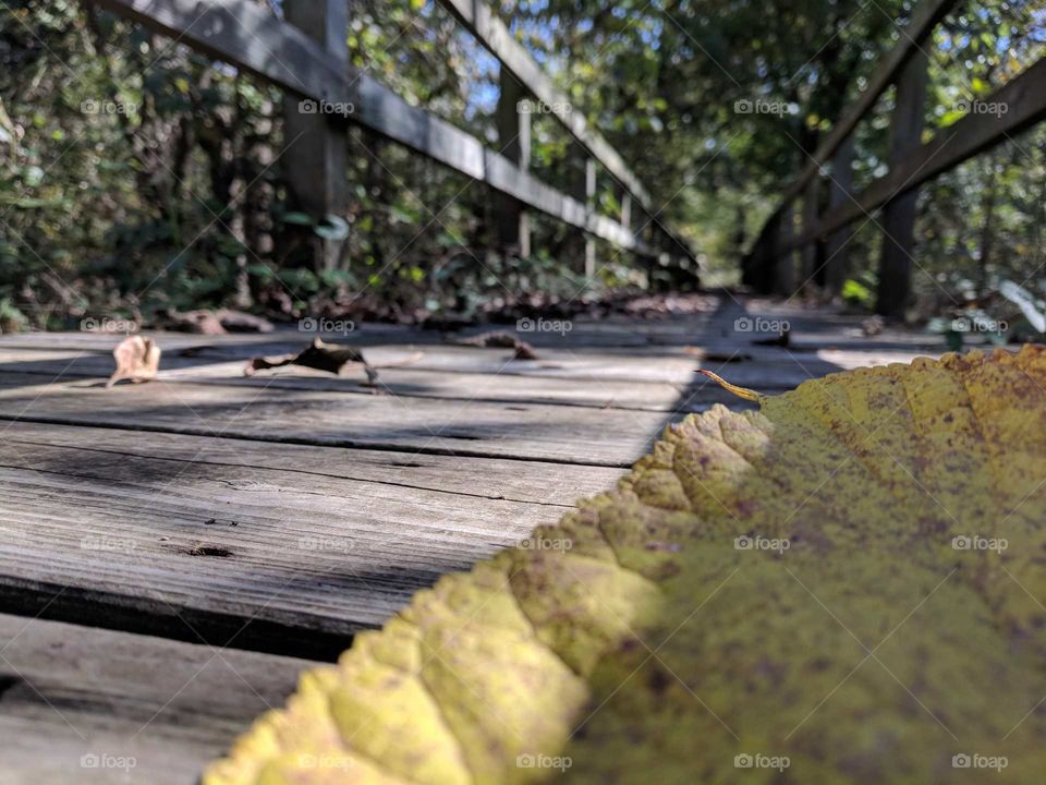 fall bridge