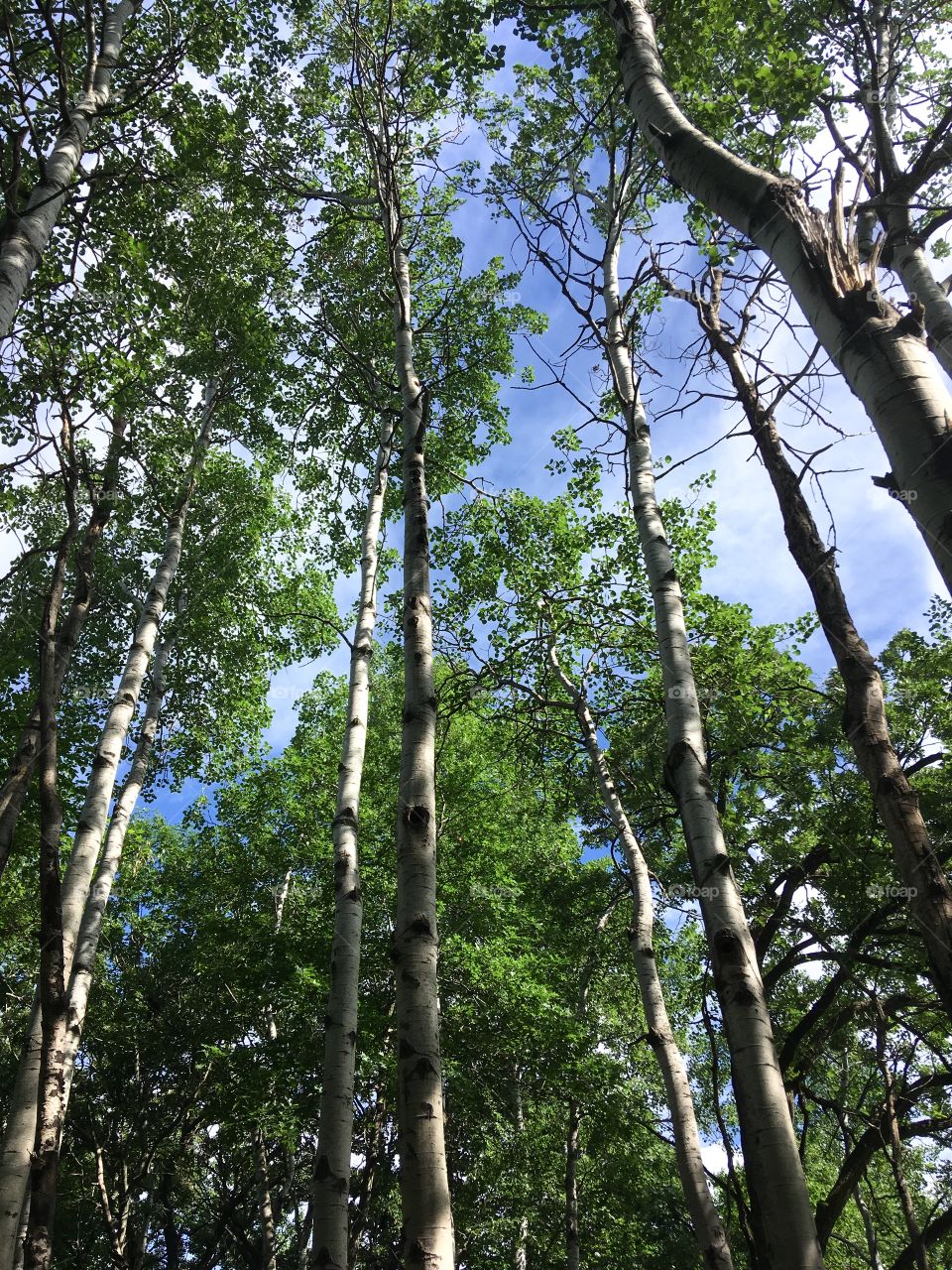 Towering birch 