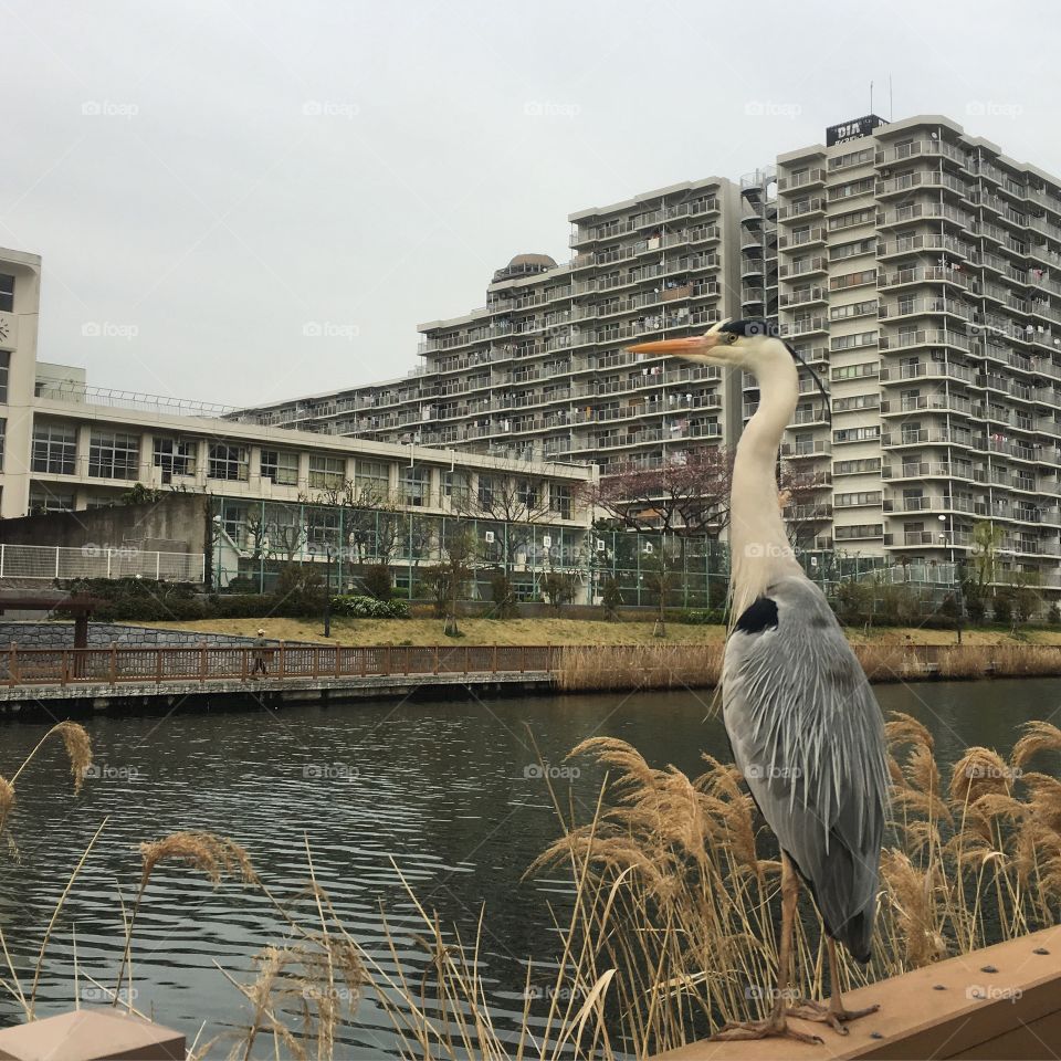 This heron is not afraid of human.