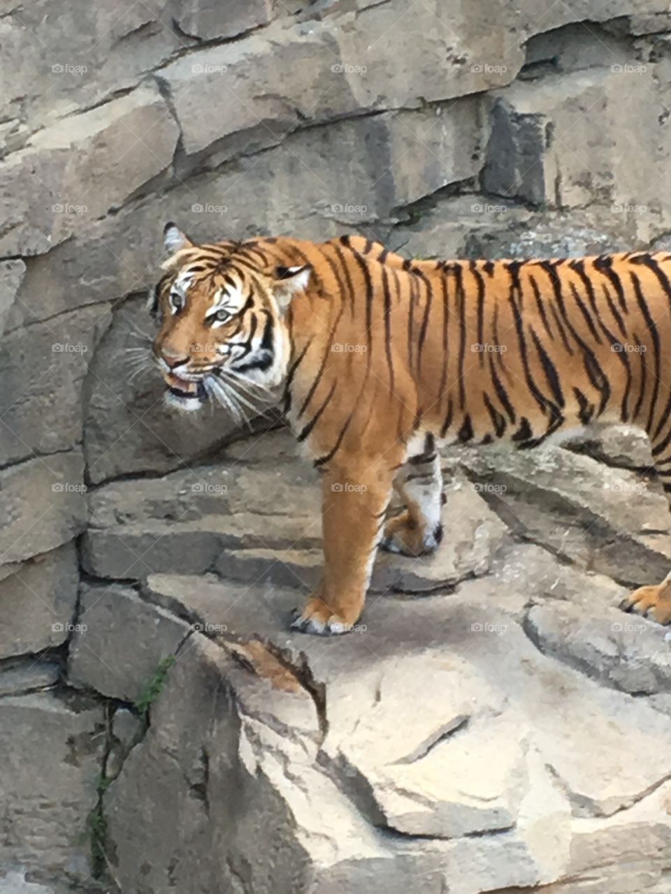 Tiger temper