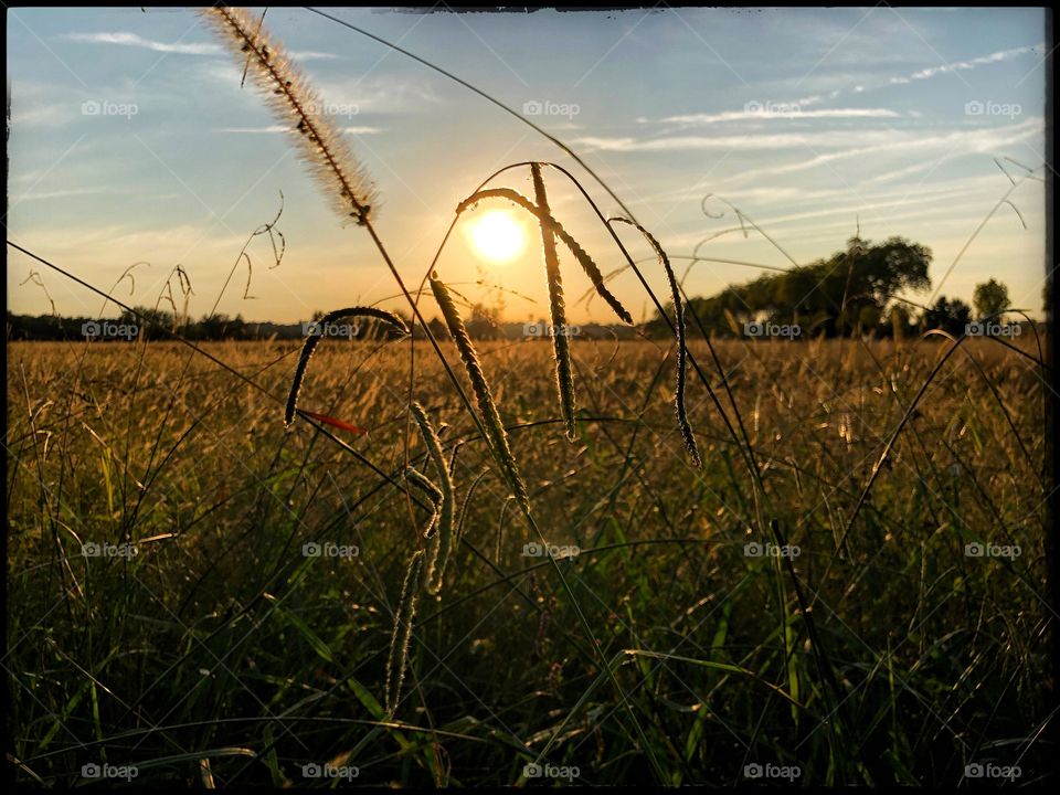 Twilight on a wheat field