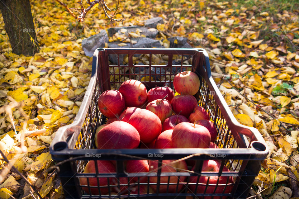 Harvest ripe juicy and tasty apples. Harvested juicy apples from fertile trees.