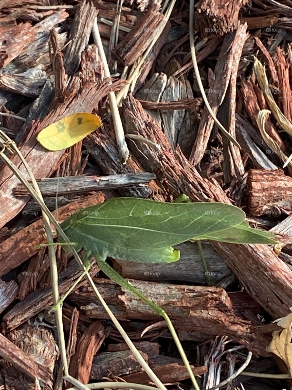 Leaf bug