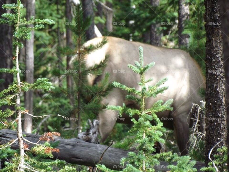 Moose looking for food