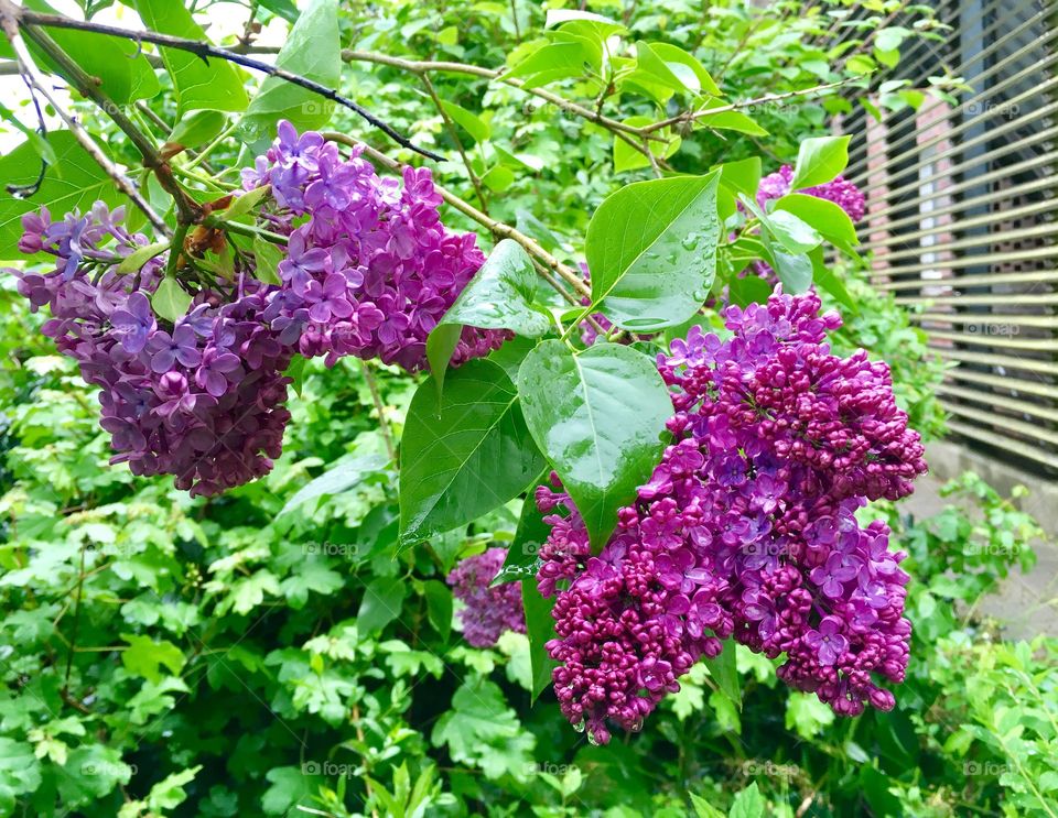 Spring .Lilac