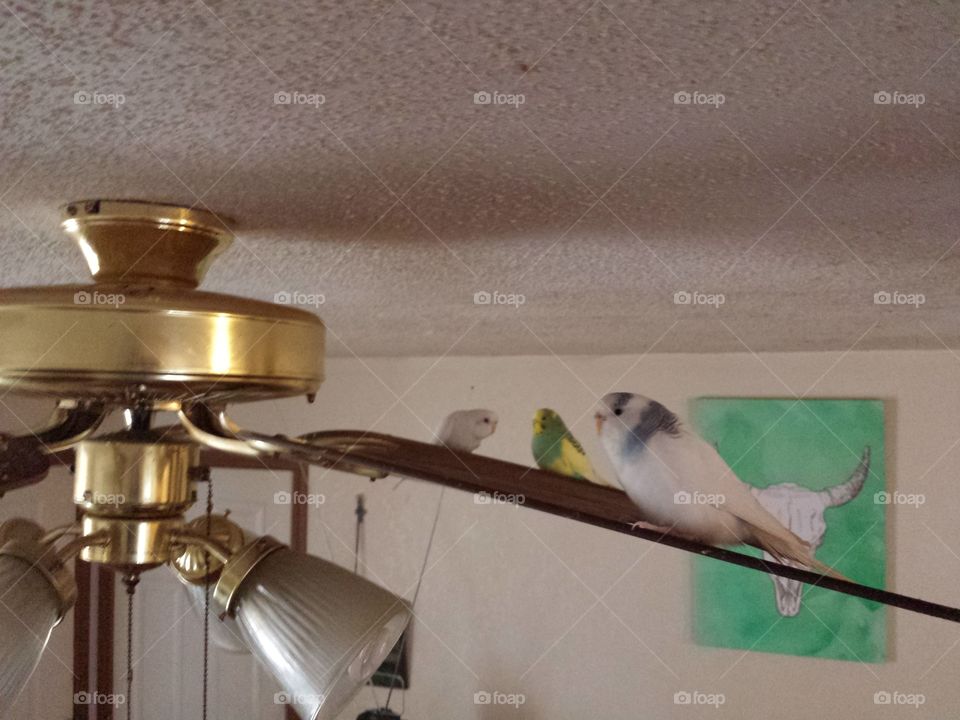 budgies on the fan