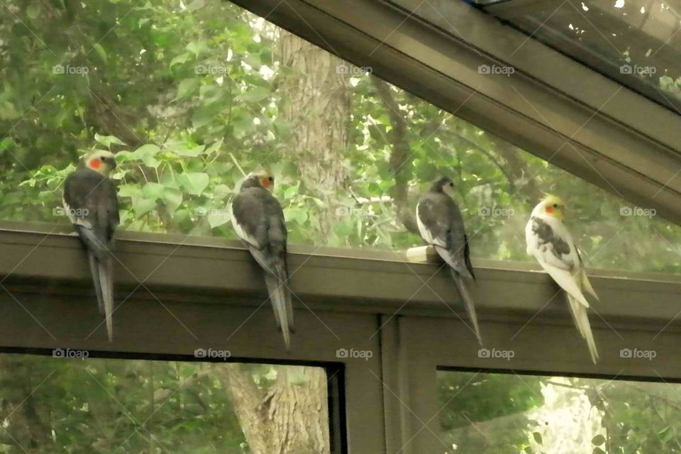 Cockatiels