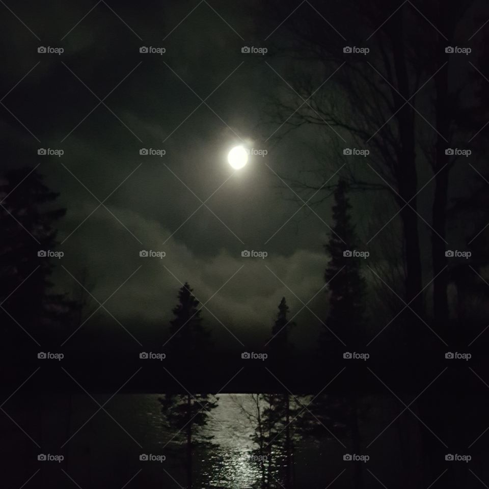 mystic tree in The night