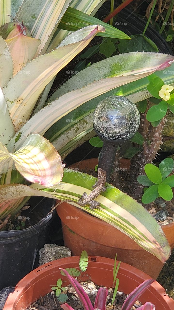 lizard in my Secret Garden