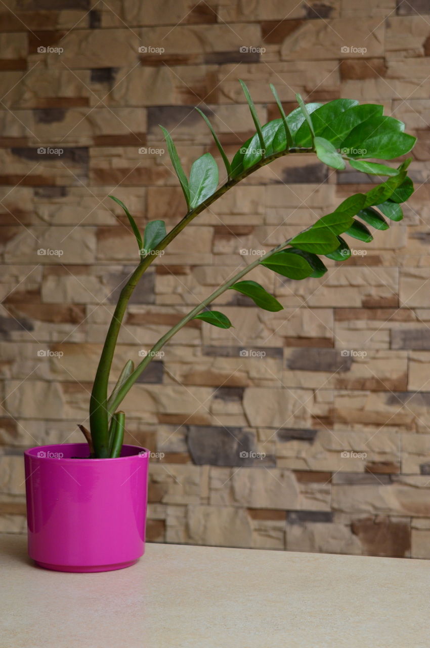 House plants in pots