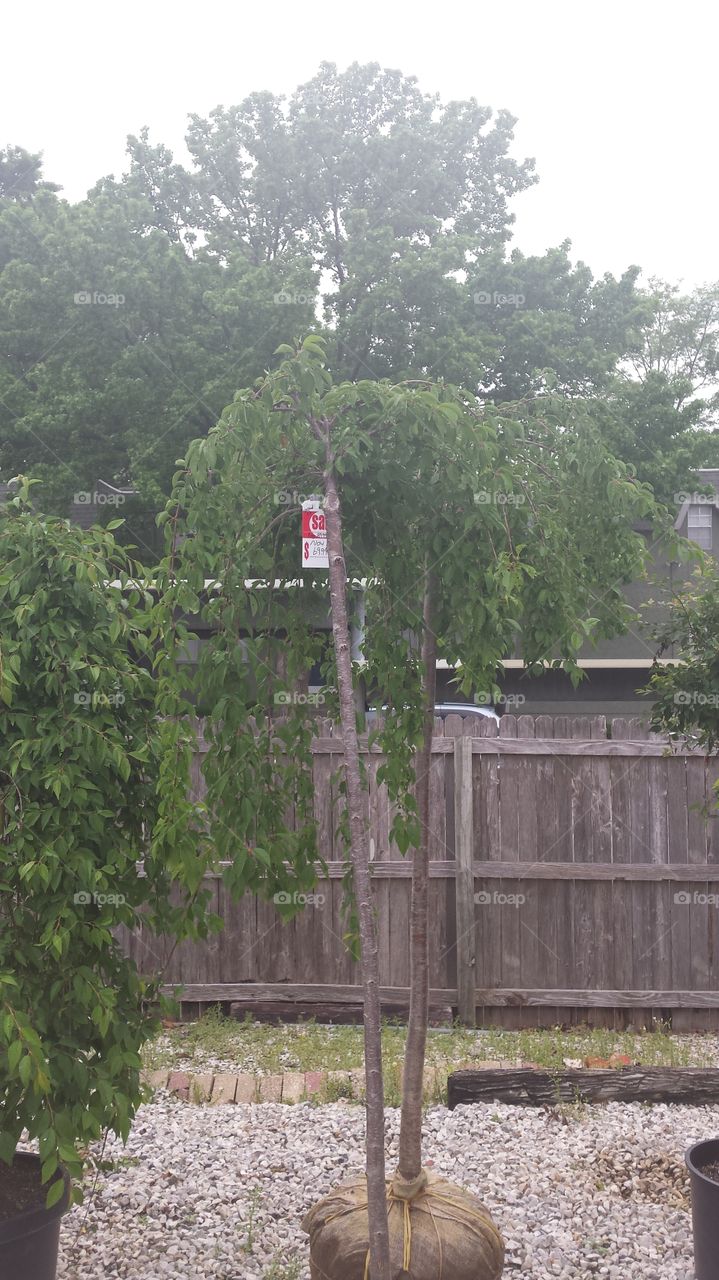 nursery weeping tree