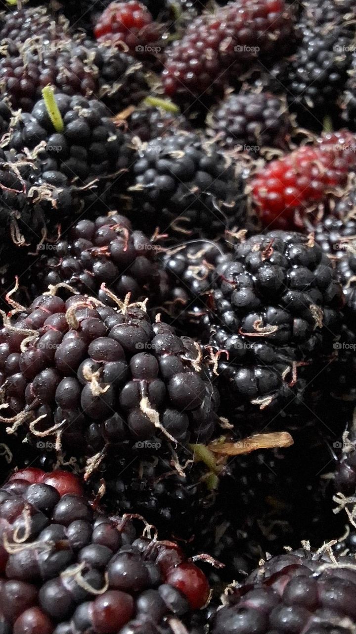 Close-up of fresh, shiny blackberries in deep purple and black tones. Their juicy texture and natural glow highlight the freshness and simple beauty of fruits gathered from nature.