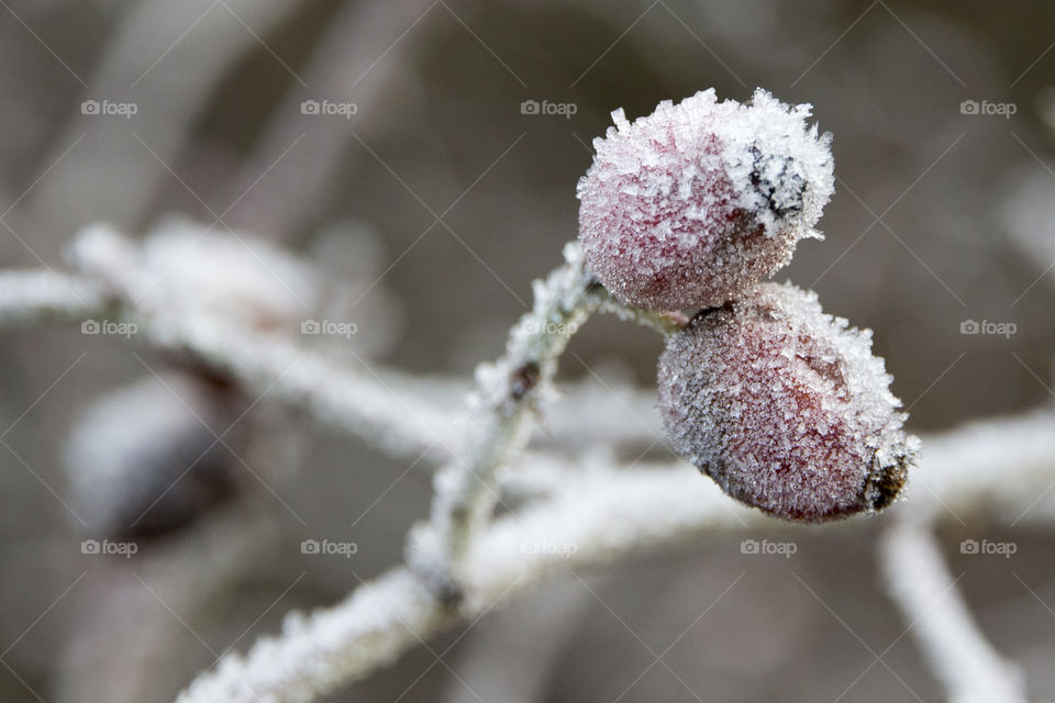 Frost on rose hip  - frosty.
Nypon närbild 