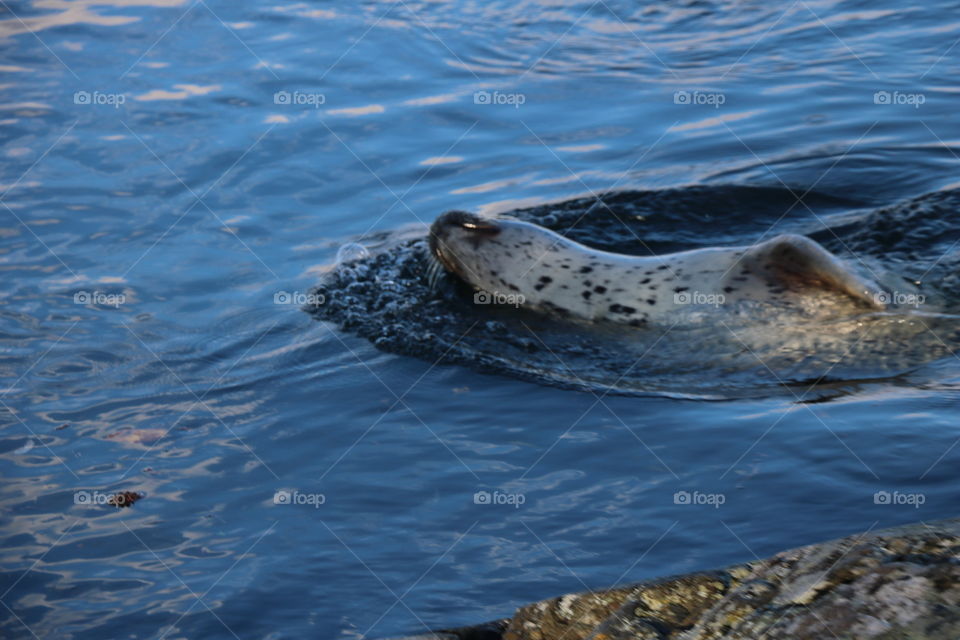 Seal enjoying the warm day in autumn 