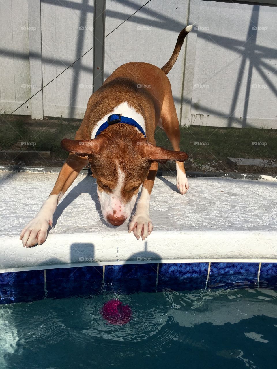 Adorable rescue pitbull dog trying to get a ball out of the pool