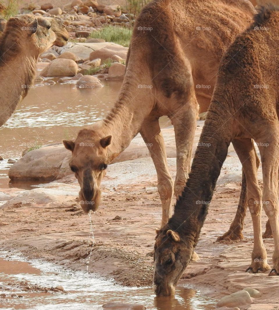 A view of the camels while they are drinking