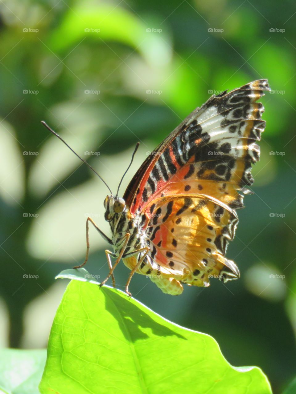 Leopard lacewing sideview