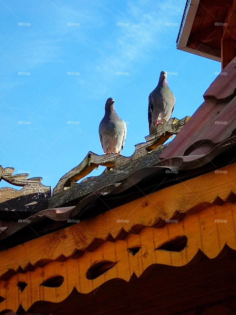 Autumn.  Two pigeons are sitting on a carved wooden roof. Blue sky