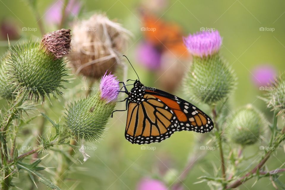 Monarch butterfly