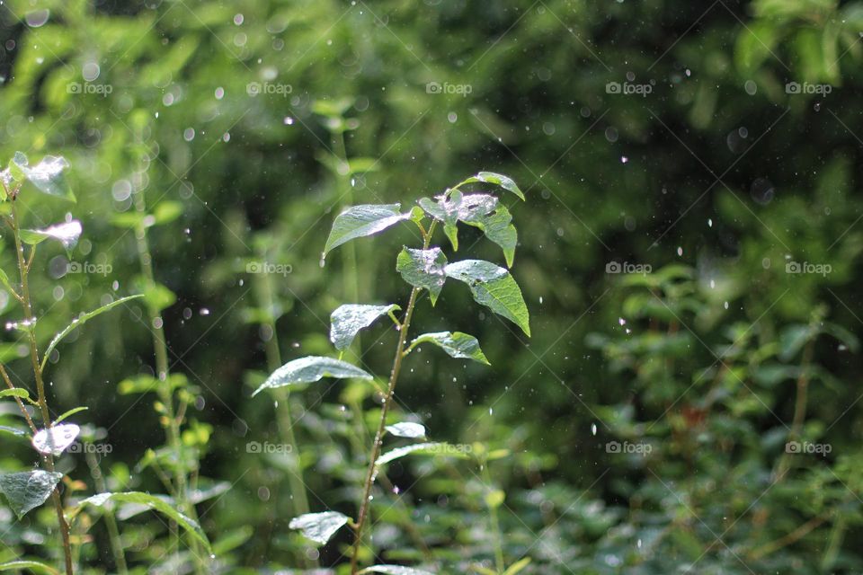 Close-up of a green plant in the rain