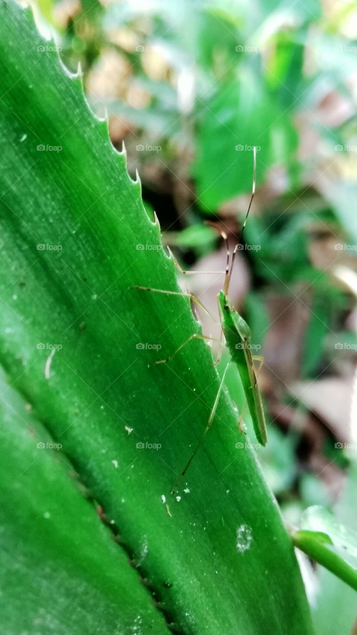 This is a beautiful butterfly