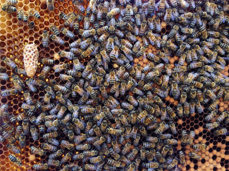 Close-up of bees on honeycomb