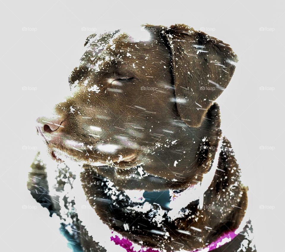 Chocolate Labrador retriever dog in the middle of blowing snow - face hit by snowflakes 