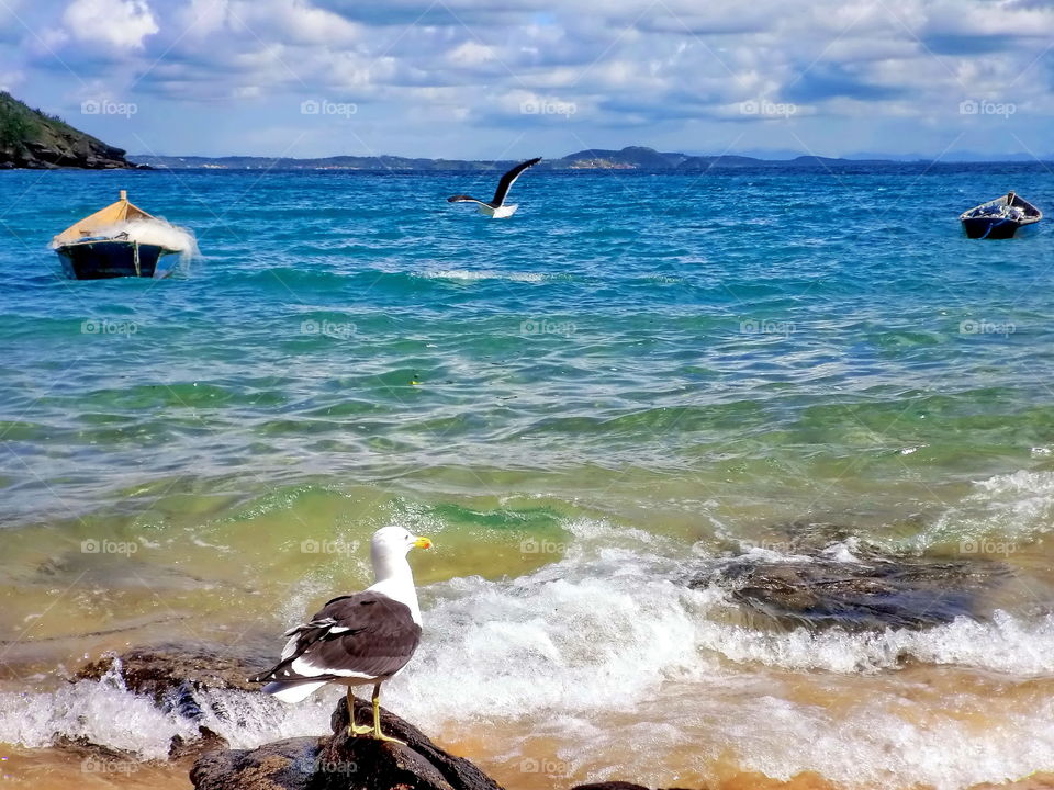 Seagul. A seagul on the beach in Buzios! Riis de Janeiro