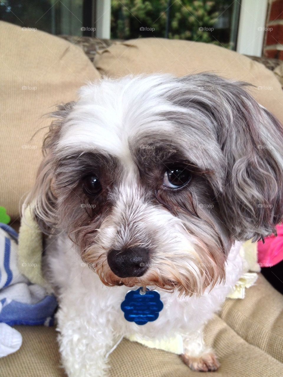 dog multipoo mugzie by tfmiller