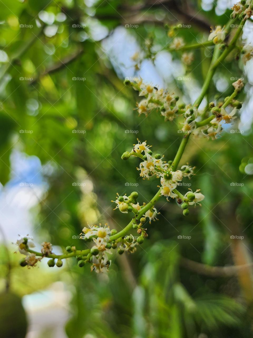 june plum blossoms