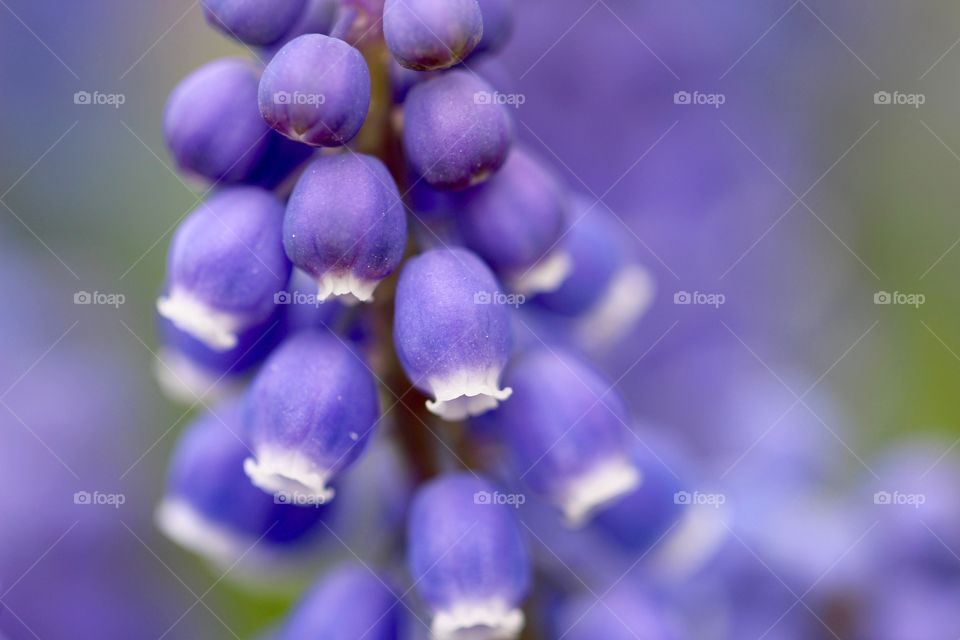Grape Hyacinth Blossoms 